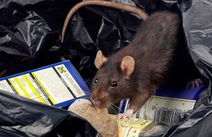 rats-and-lassa-fever