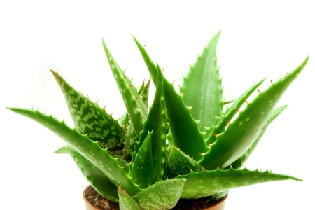 Aloe vera with Acemannan